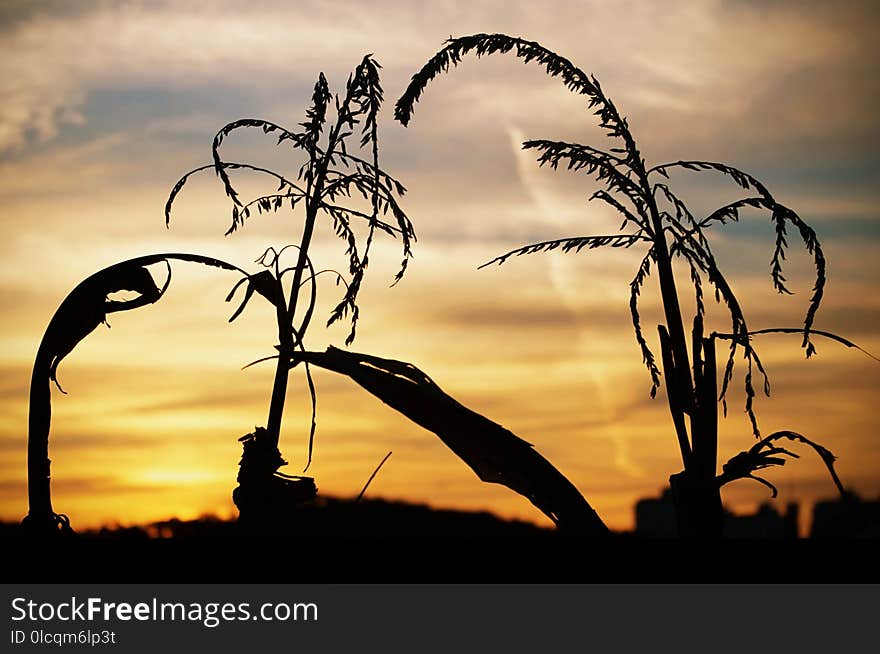 Sky, Sunrise, Silhouette, Sunset