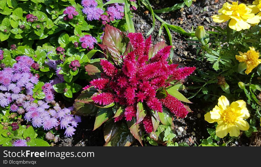 Plant, Flower, Flora, Flowering Plant