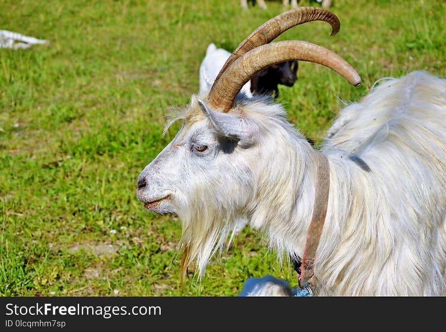 Goats, Horn, Goat, Feral Goat