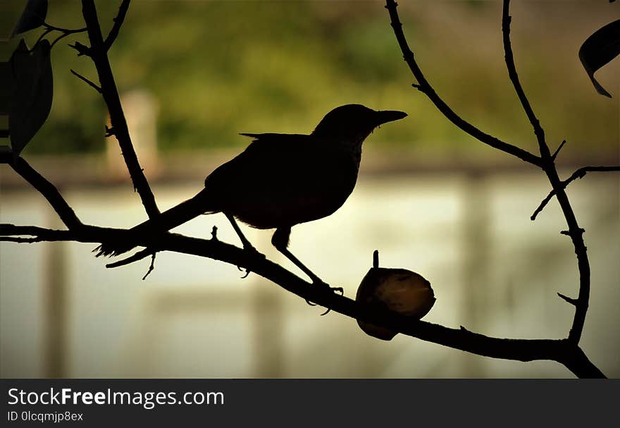 Bird, Branch, Fauna, Beak