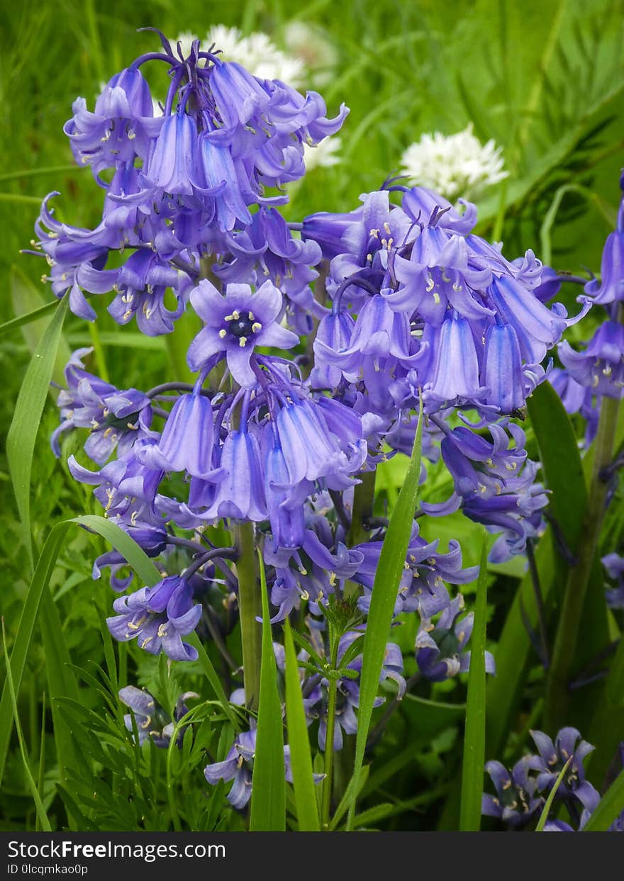 Flower, Plant, Flora, Hyacinth