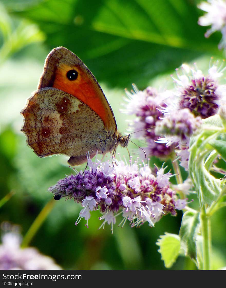 Butterfly, Insect, Moths And Butterflies, Brush Footed Butterfly