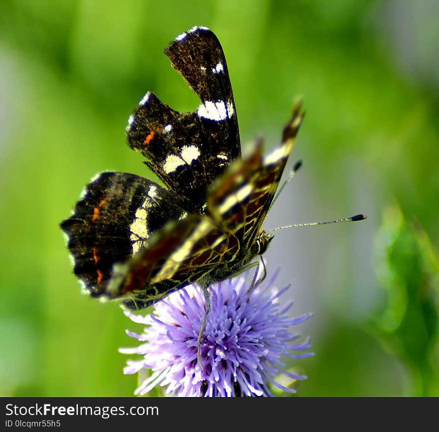 Butterfly, Insect, Moths And Butterflies, Brush Footed Butterfly