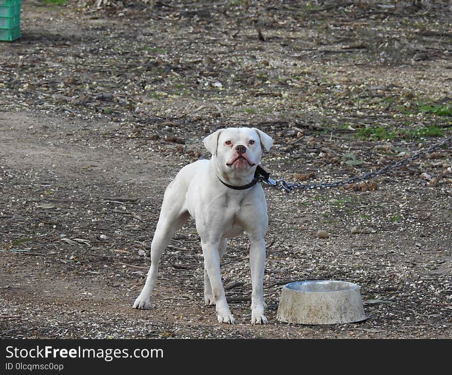 Dog, Dog Breed, Dog Like Mammal, Pointer