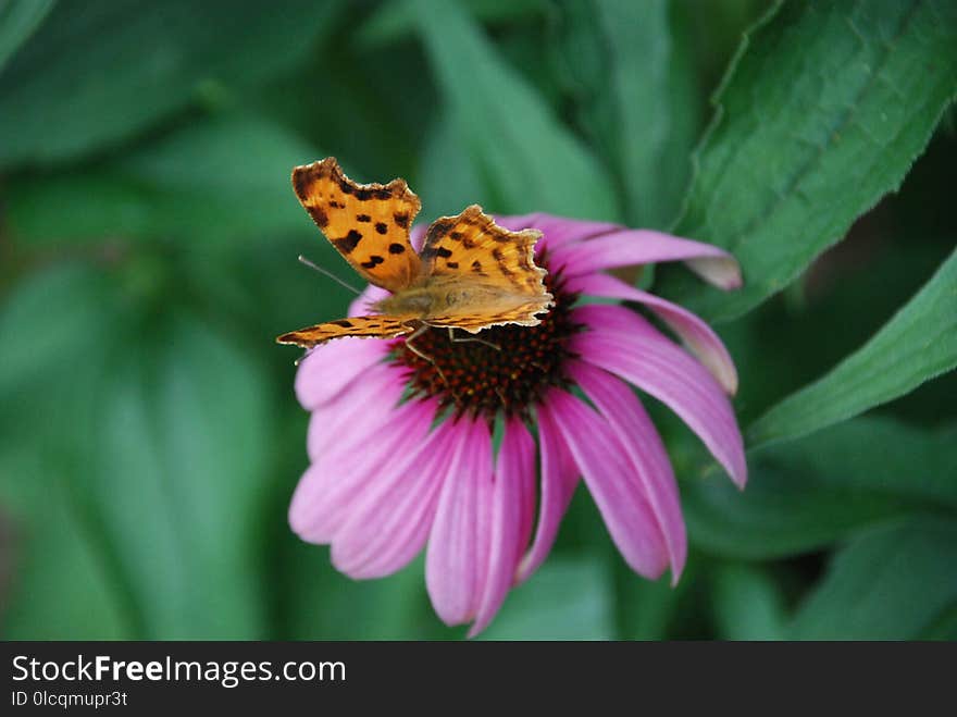 Flower, Nectar, Insect, Flora