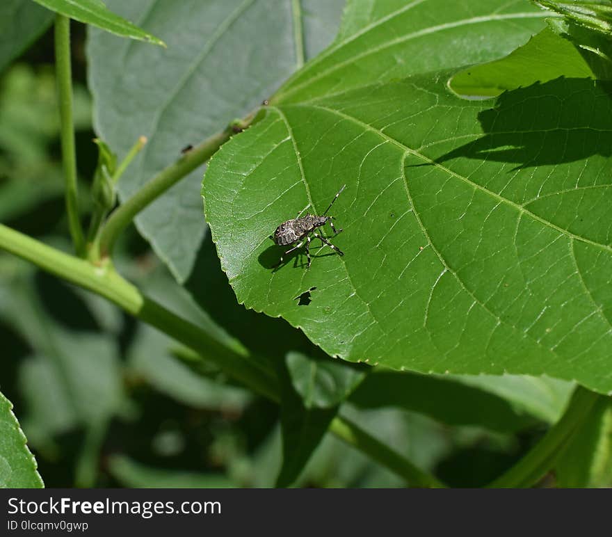 Leaf, Insect, Organism, Plant Pathology