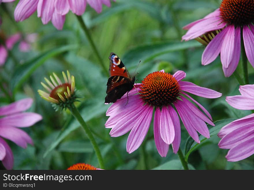 Flower, Coneflower, Nectar, Plant