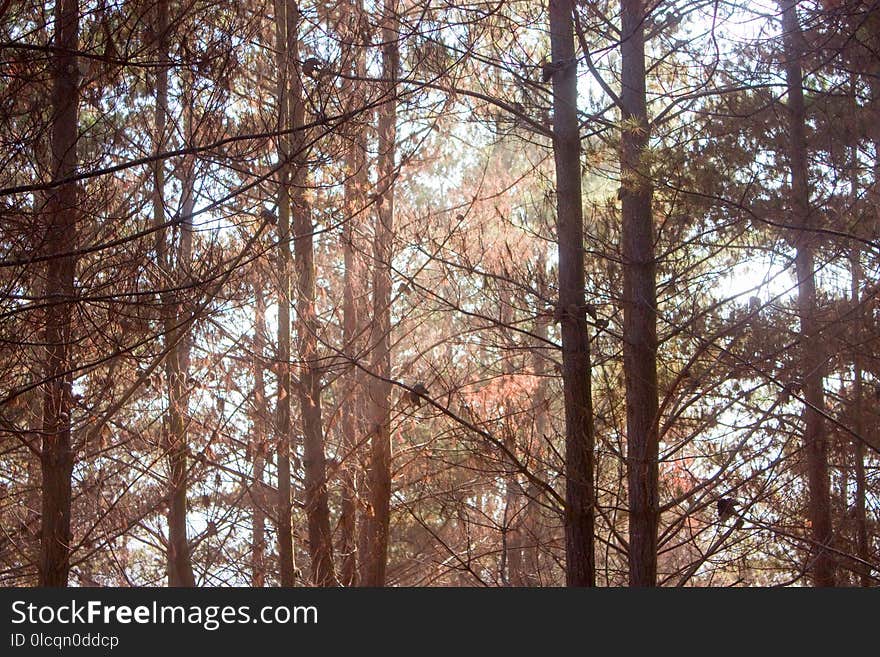 Tree, Ecosystem, Woody Plant, Forest