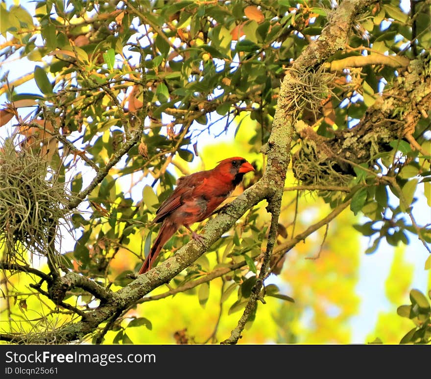 Bird, Fauna, Branch, Ecosystem