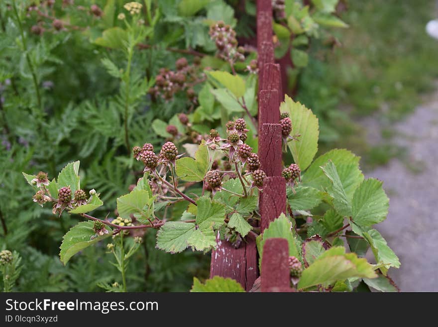 Plant, Leaf, Herb, Perilla Frutescens