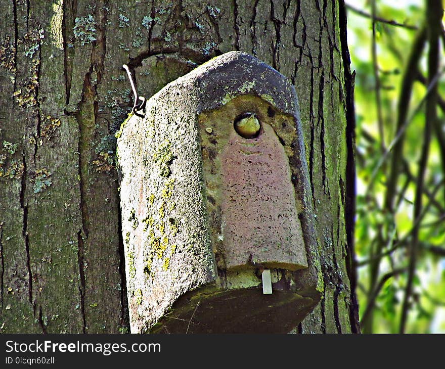 Birdhouse, Tree, Bird, Trunk