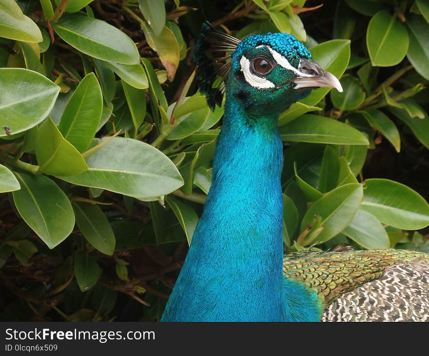 Peafowl, Bird, Beak, Galliformes