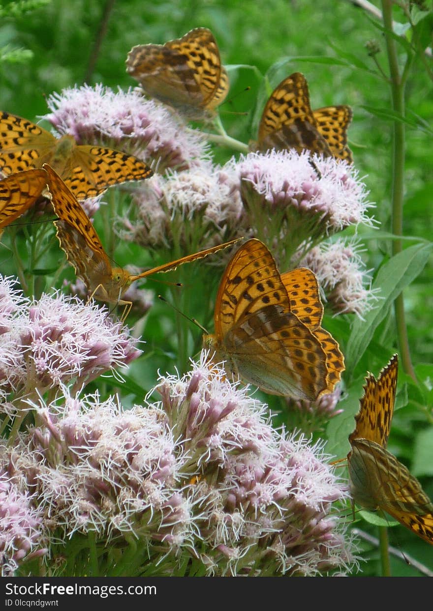 Butterfly, Moths And Butterflies, Brush Footed Butterfly, Insect