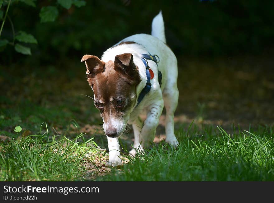 Dog Breed, Grass, Dog, Jack Russell Terrier