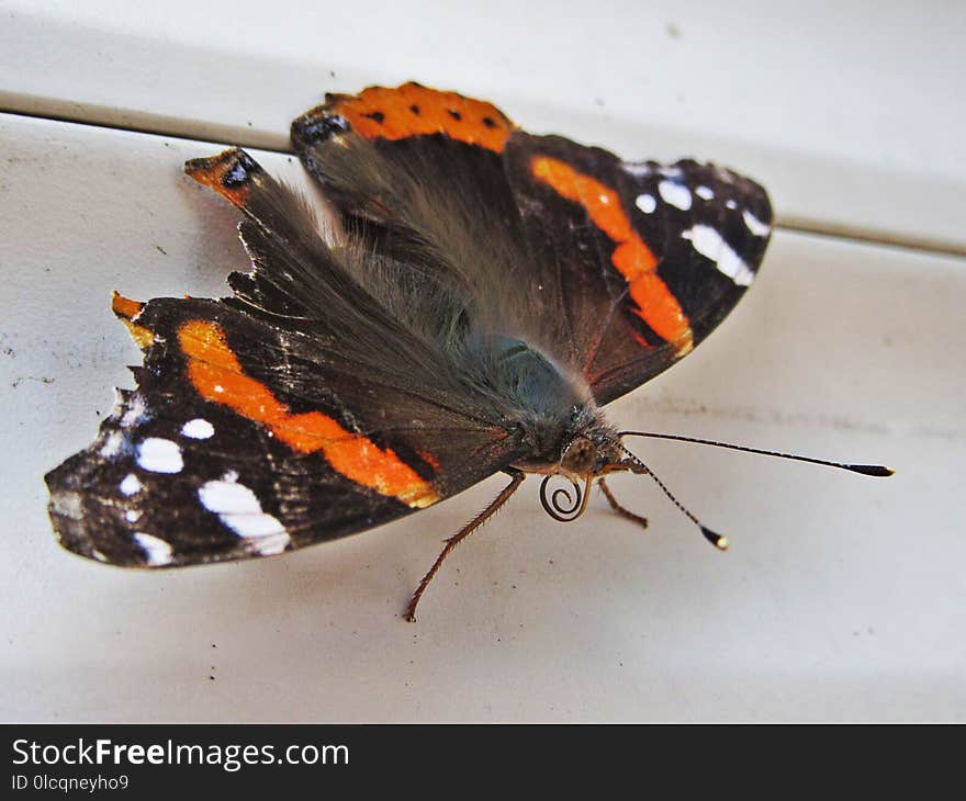 Moths And Butterflies, Insect, Butterfly, Moth