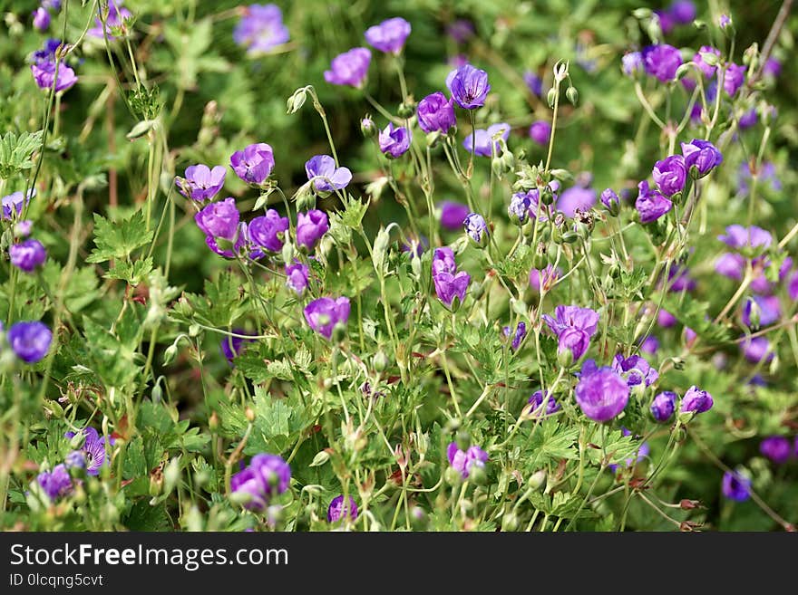 Plant, Flower, Flowering Plant, Flora