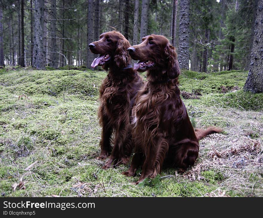 Dog, Dog Like Mammal, Boykin Spaniel, German Spaniel