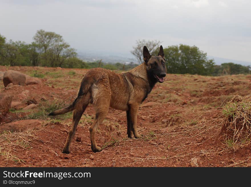 Wildlife, Fauna, Grass, Ecoregion