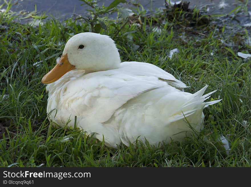 Bird, Duck, Water Bird, Ducks Geese And Swans