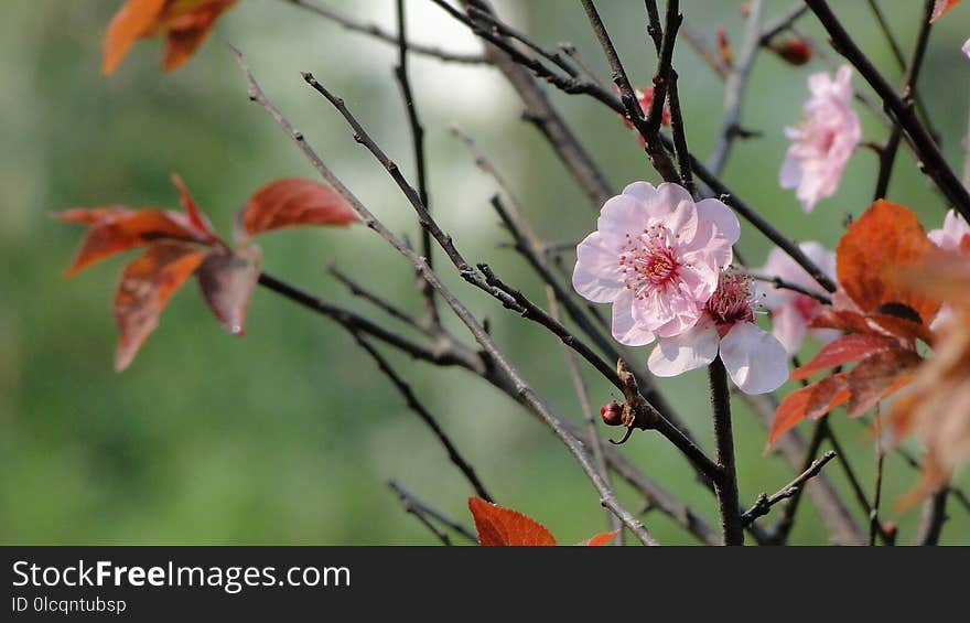 Flower, Spring, Plant, Blossom