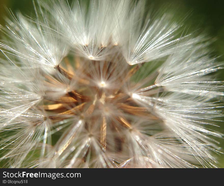 Flower, Flora, Dandelion, Close Up