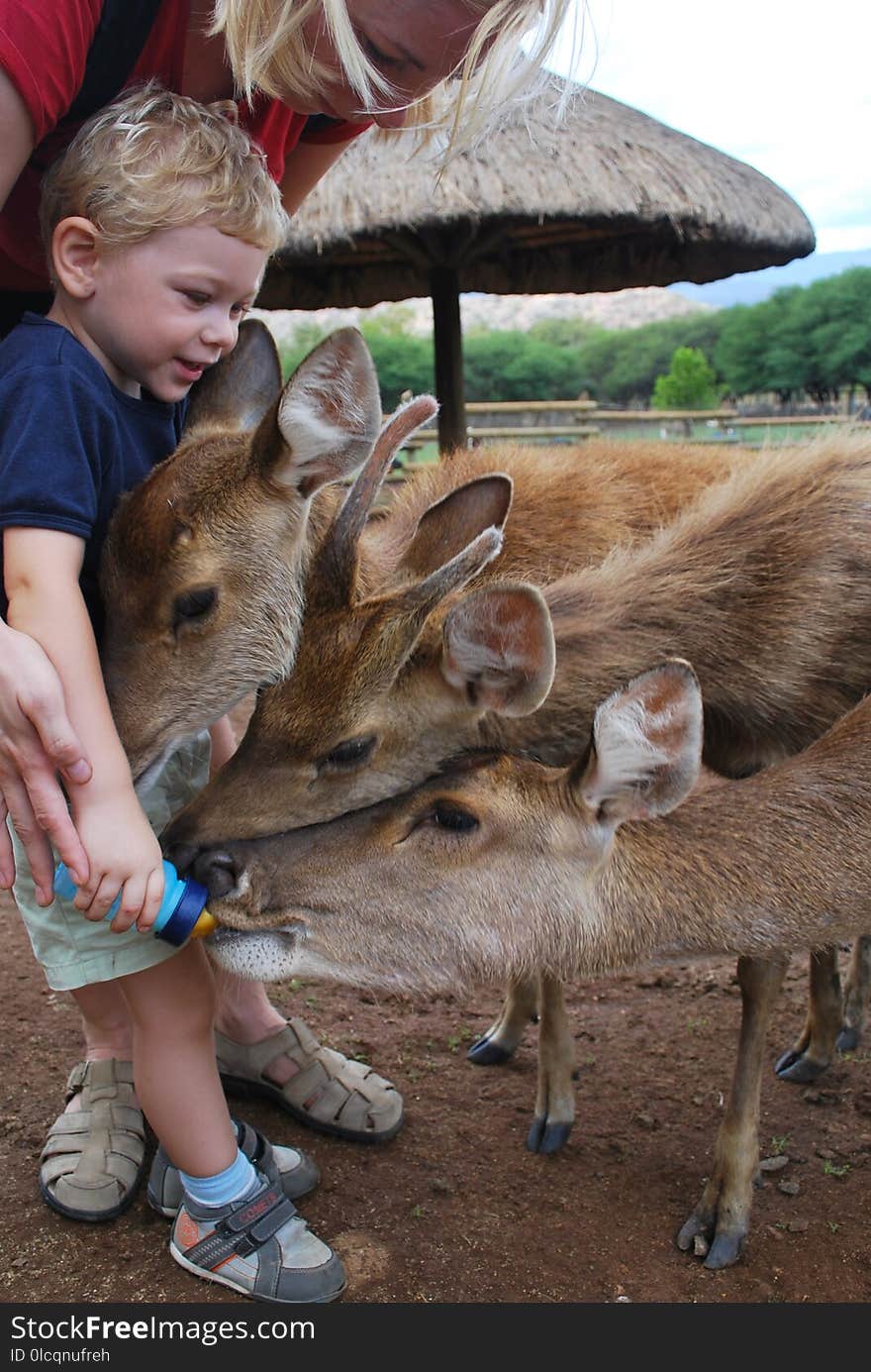 Fauna, Wildlife, Macropodidae, Deer