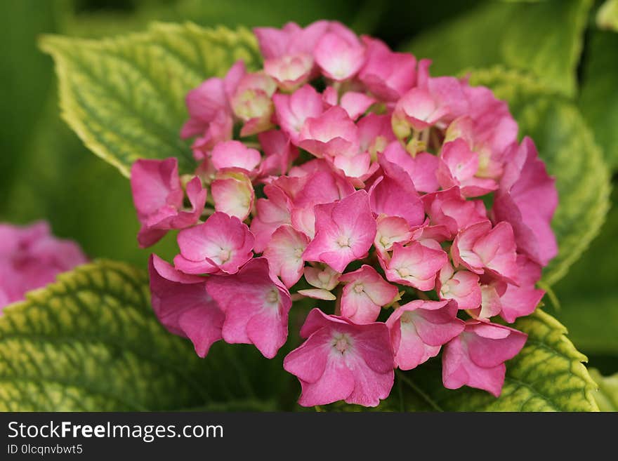 Flower, Plant, Pink, Flowering Plant