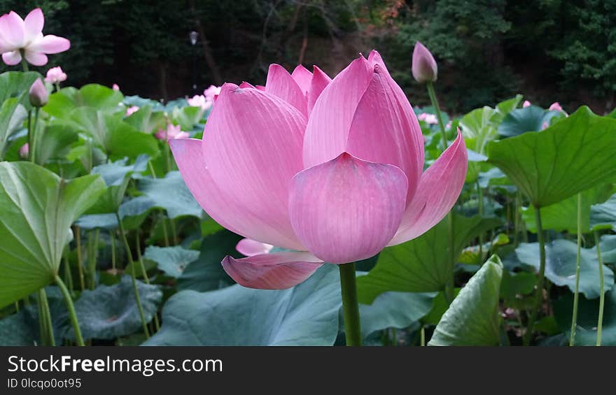 Flower, Lotus, Plant, Sacred Lotus