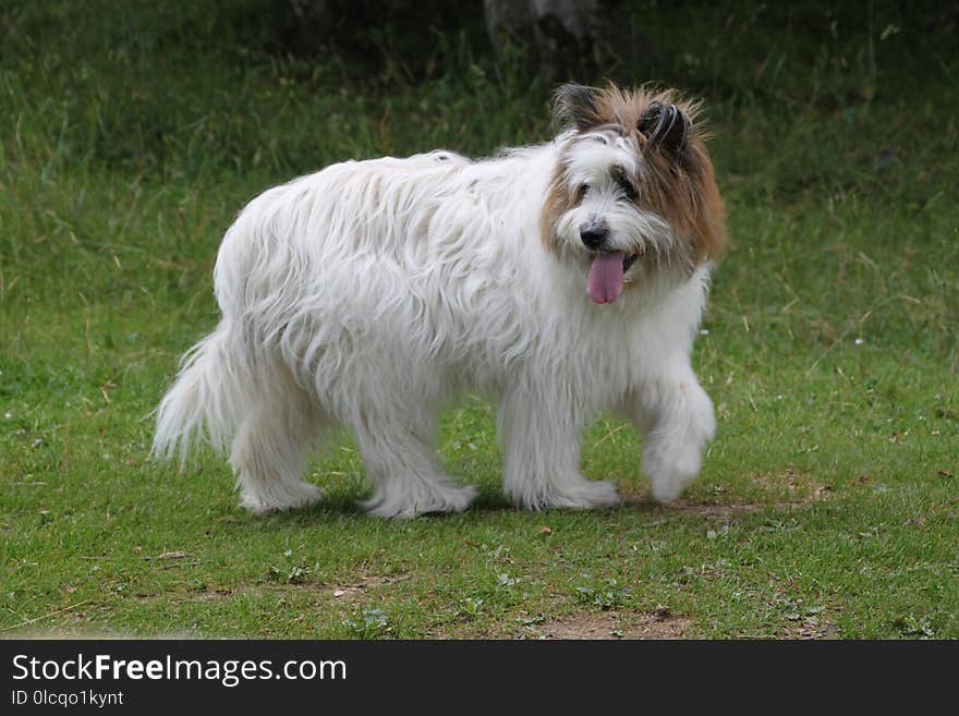 Dog, Dog Breed, Dog Like Mammal, Terrier