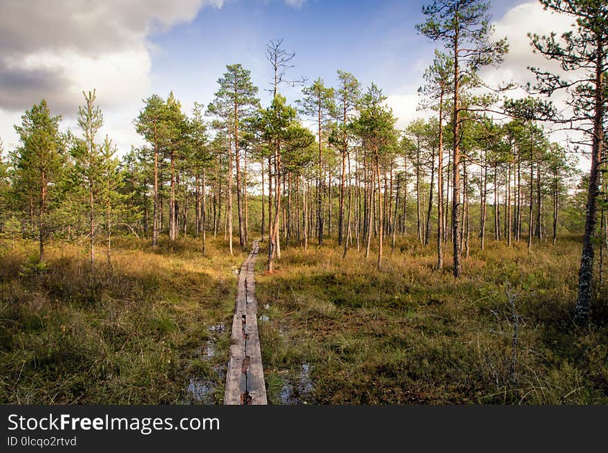 Ecosystem, Tree, Path, Wilderness