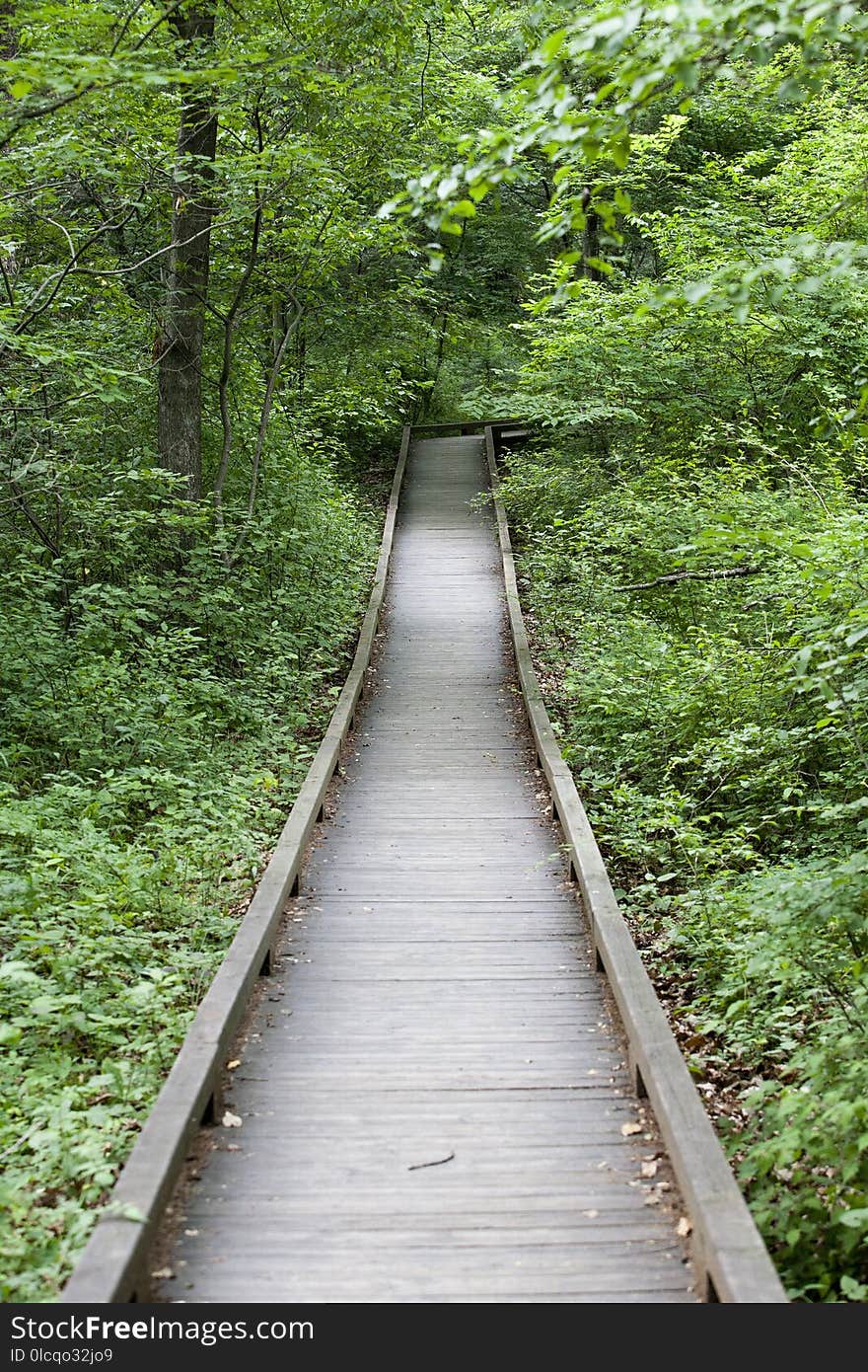 Path, Nature, Nature Reserve, Vegetation