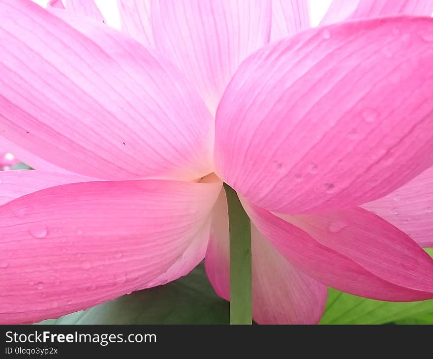 Flower, Pink, Petal, Flora