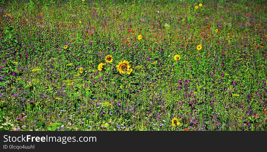 Vegetation, Wildflower, Flower, Ecosystem