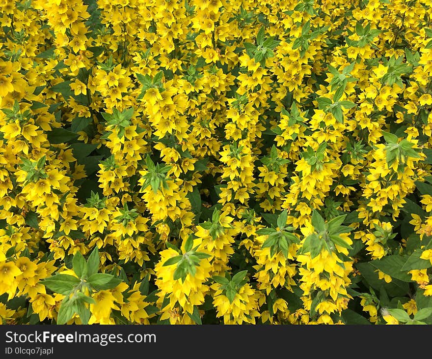 Flower, Yellow, Plant, Flora