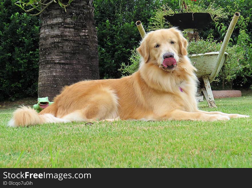 Dog, Dog Breed, Golden Retriever, Mammal