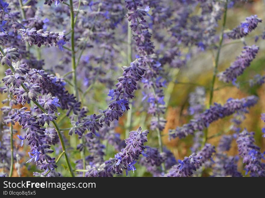 Lavender, English Lavender, Lilac, Plant