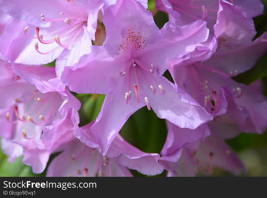 Flower, Pink, Woody Plant, Plant