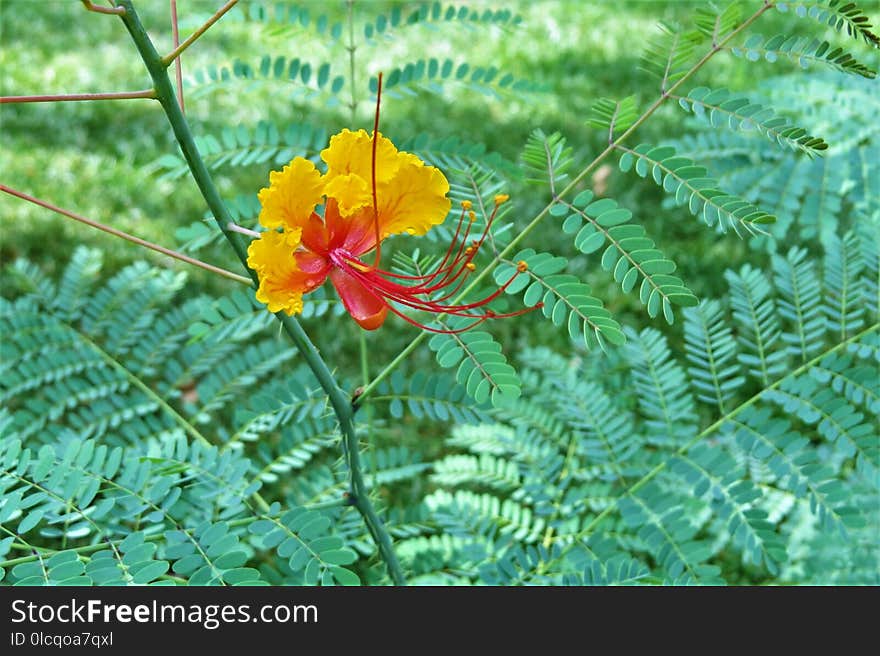 Flower, Vegetation, Plant, Flora