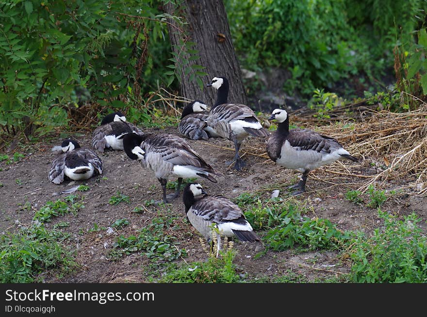 Bird, Water Bird, Fauna, Ecosystem