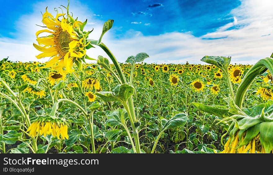 Sunflower, Flower, Yellow, Field