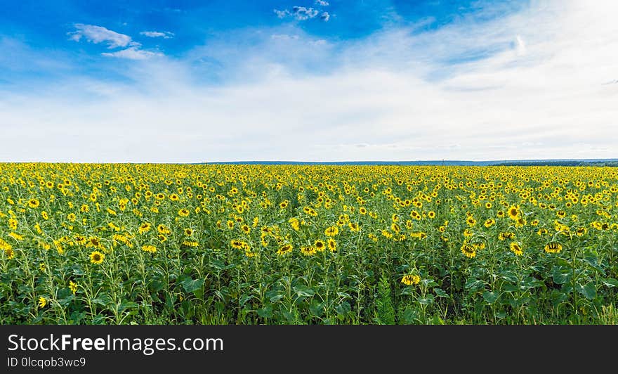 Sky, Field, Yellow, Ecosystem