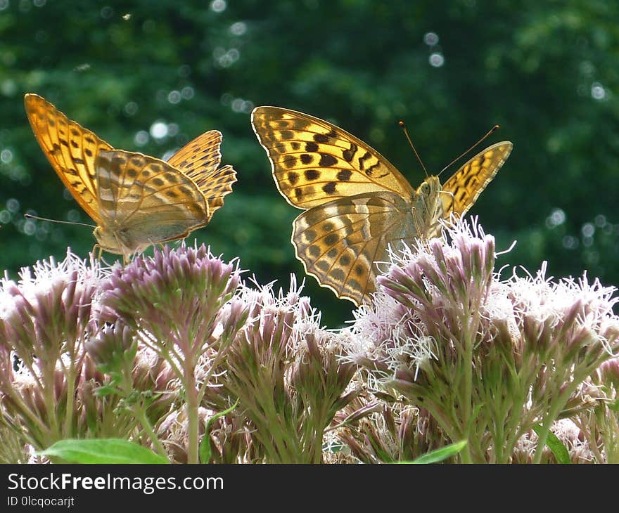 Butterfly, Moths And Butterflies, Insect, Brush Footed Butterfly