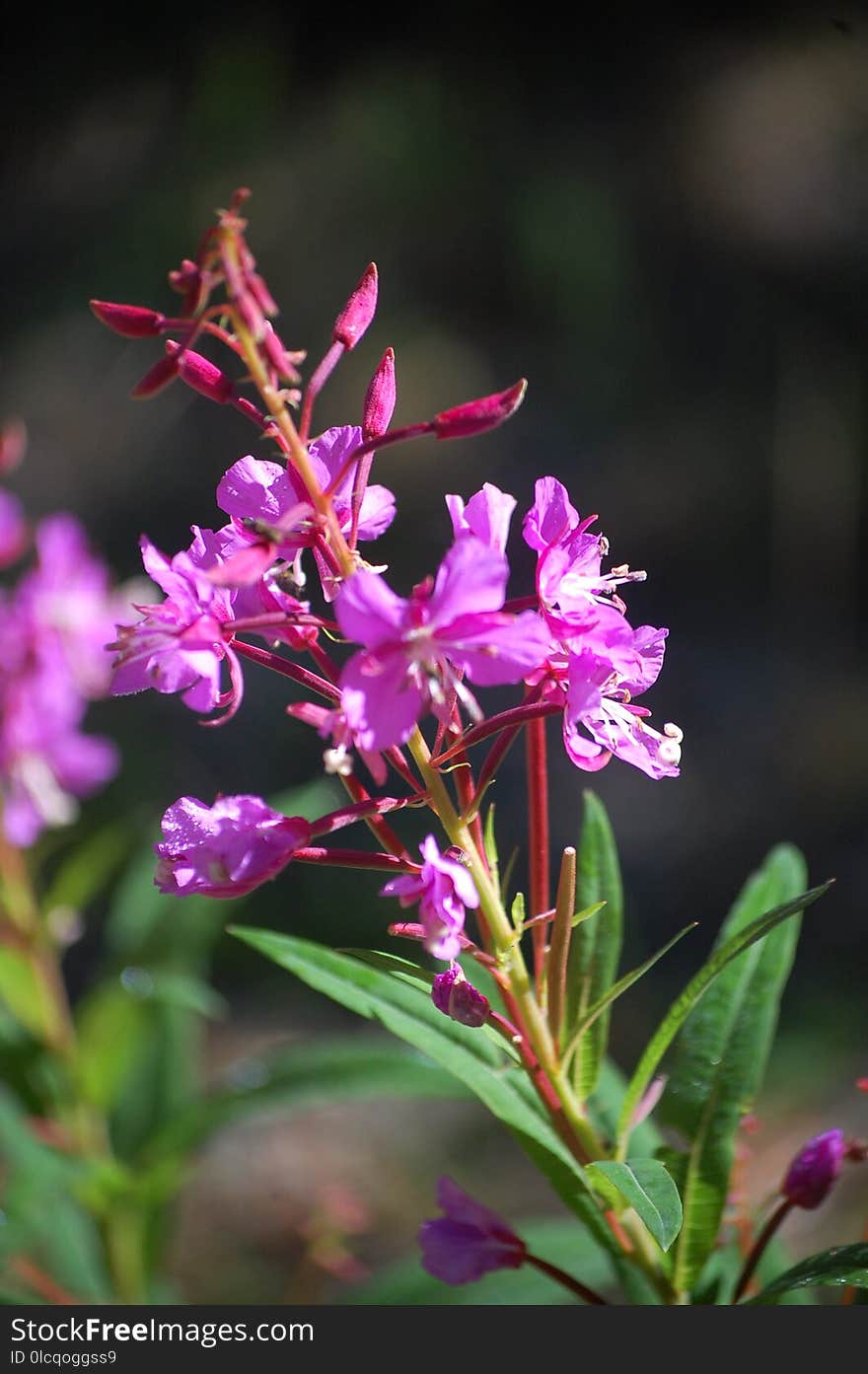 Plant, Flower, Flora, Flowering Plant