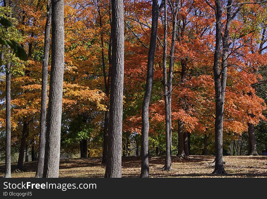 Nature, Temperate Broadleaf And Mixed Forest, Ecosystem, Tree