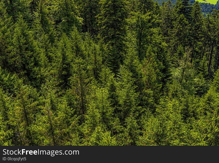 Spruce Fir Forest, Vegetation, Ecosystem, Tropical And Subtropical Coniferous Forests