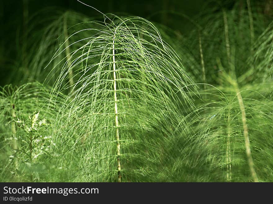 Vegetation, Grass, Ecosystem, Grass Family