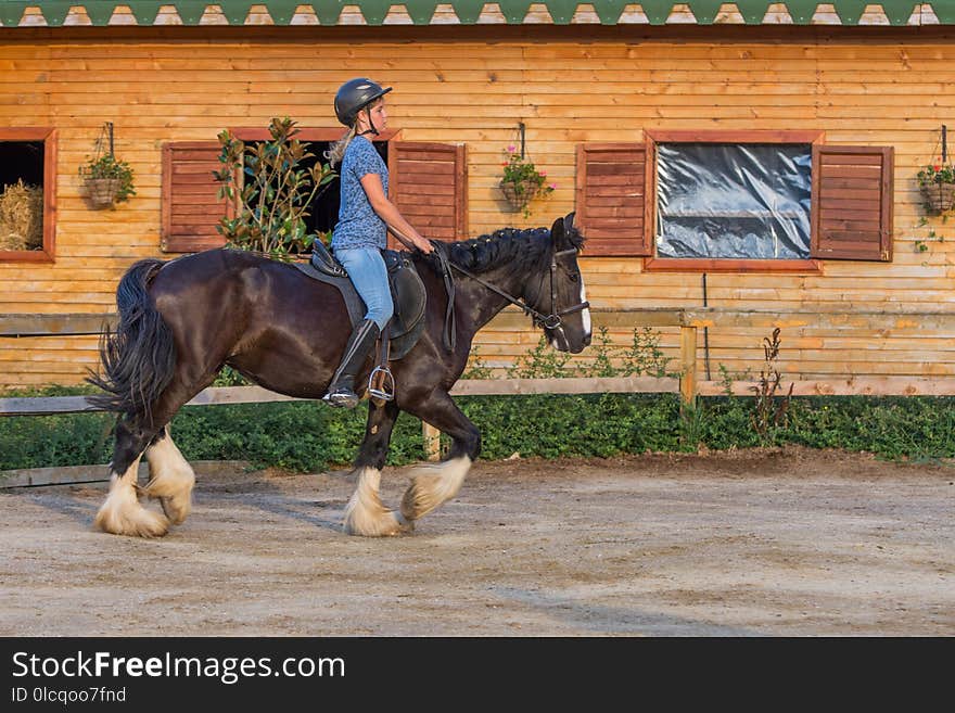 Horse, Bridle, Rein, Hunt Seat