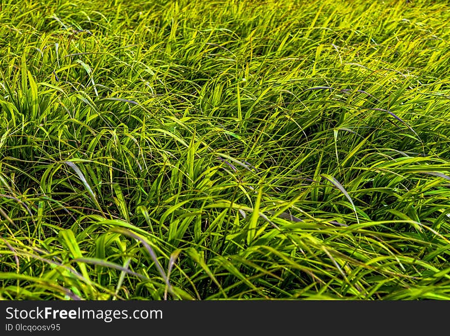 Grass, Vegetation, Grassland, Ecosystem