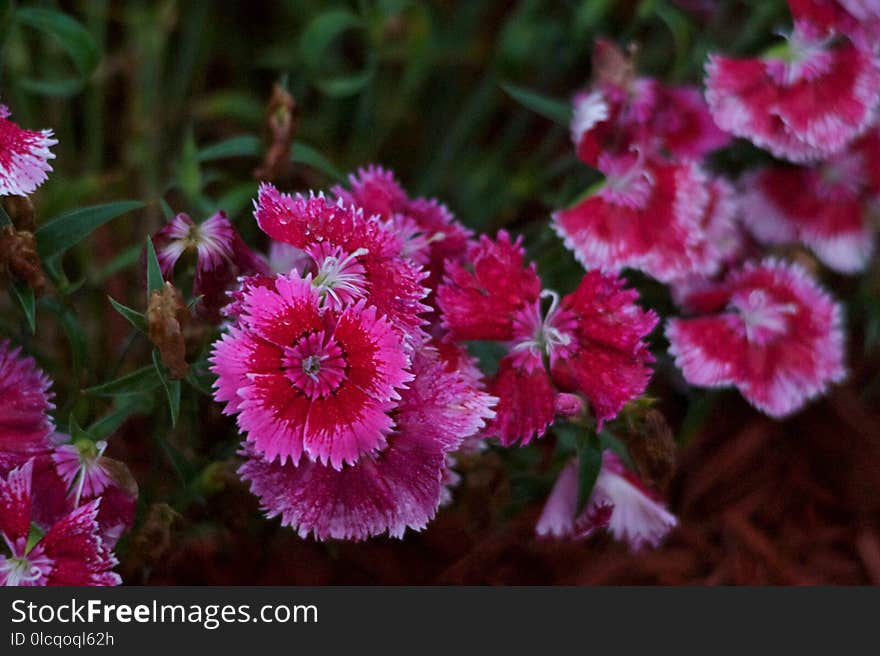 Flower, Pink, Plant, Flora