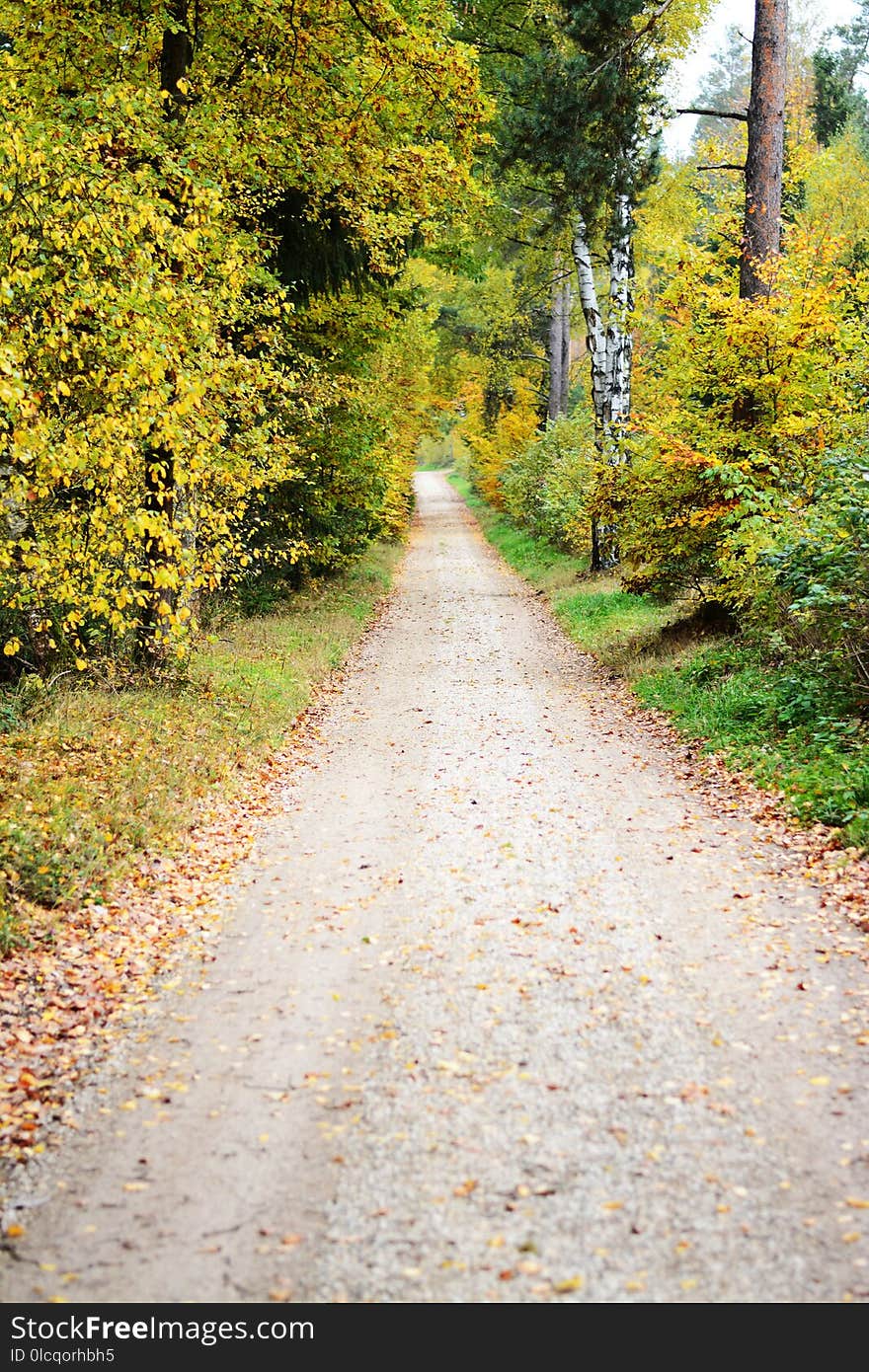 Path, Road, Nature, Leaf